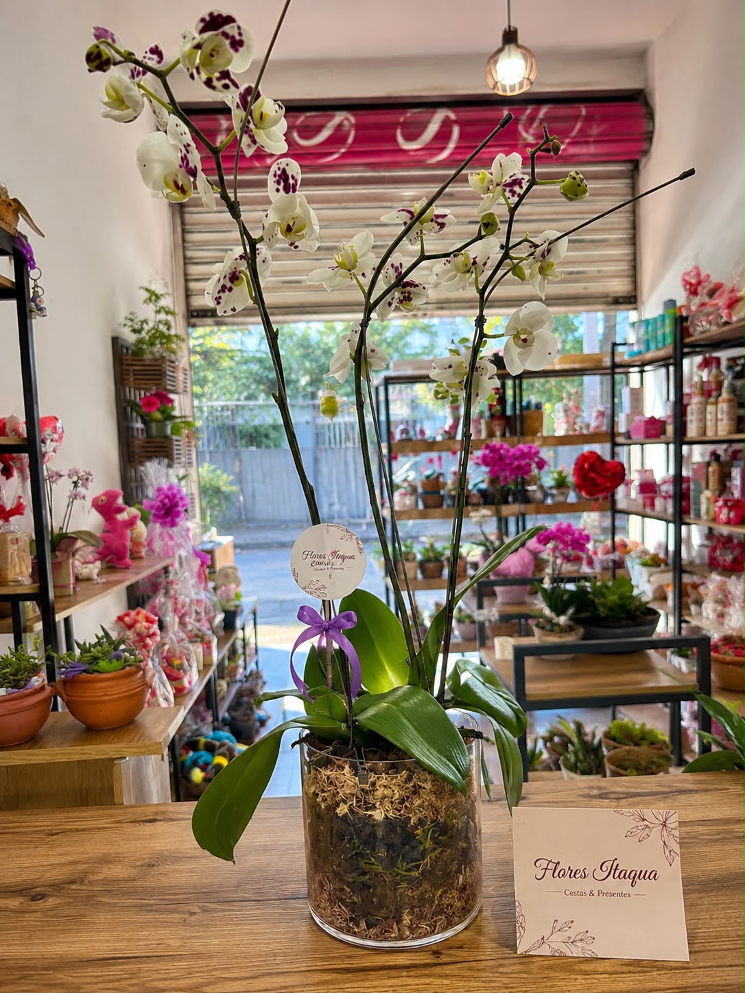 Orquídea no Vaso de VidrO