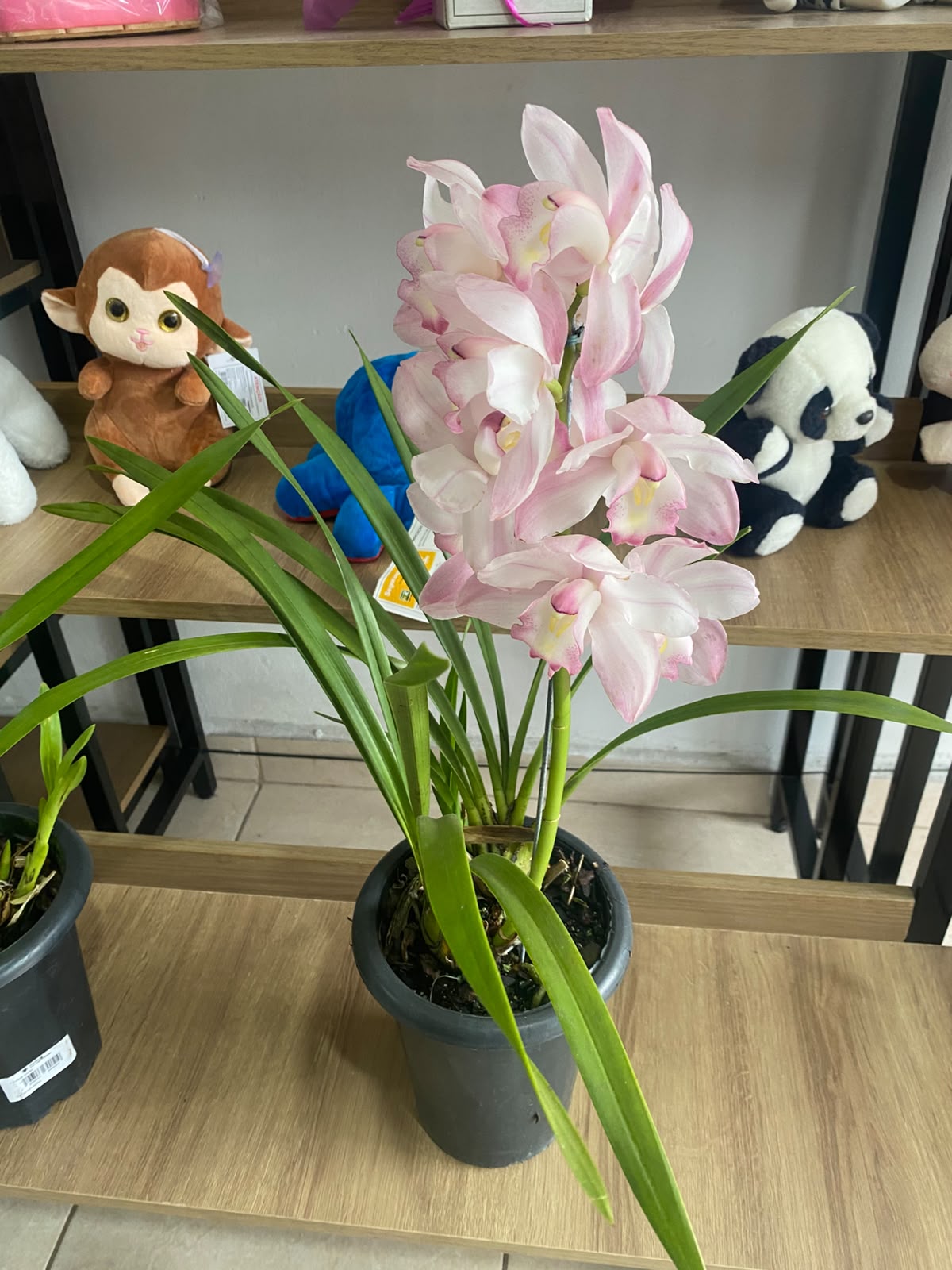 Orquídea Cymbidium