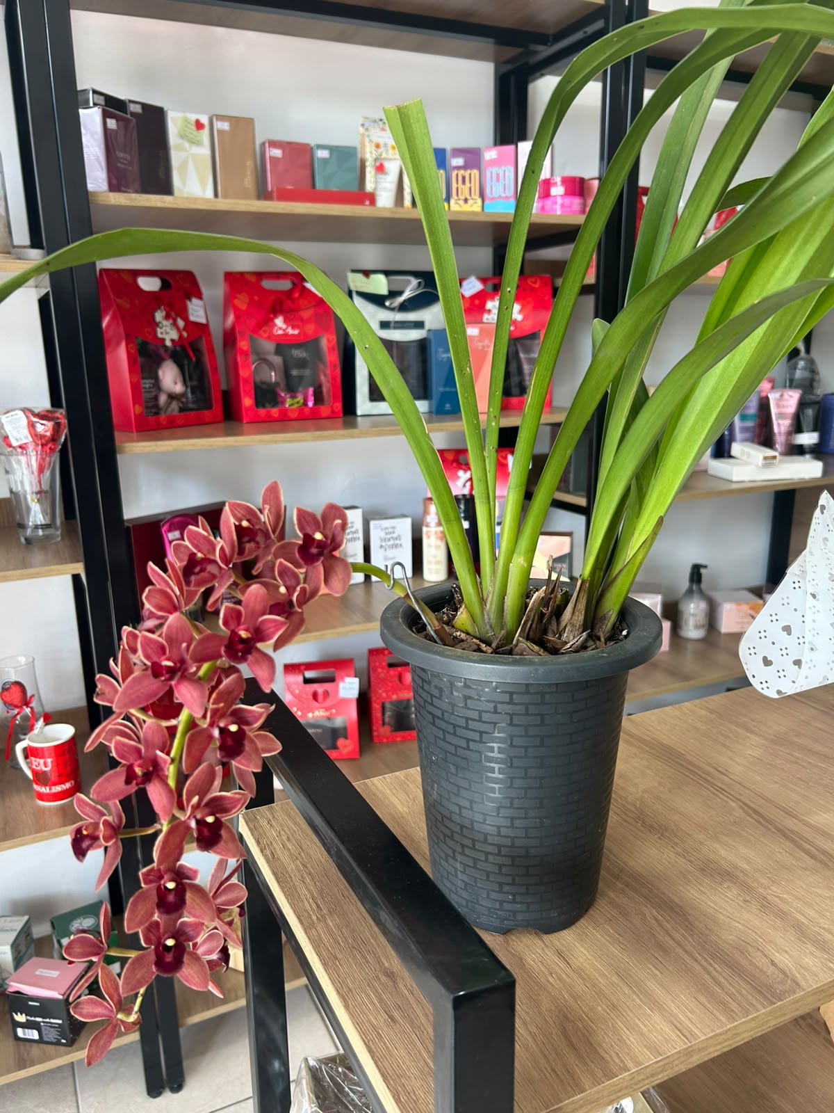 Orquídea Cymbidium Chocolate